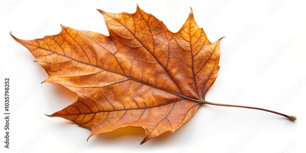 Brown autumn leaf on a white background, autumn, leaf, fall, season, brown, nature, isolated, vibrant, foliage, natural, close-up Brown autumn leaf on a white background, autumn, leaf, fall, season, brown, nature, isolated, vibrant, foliage, natural, close-up