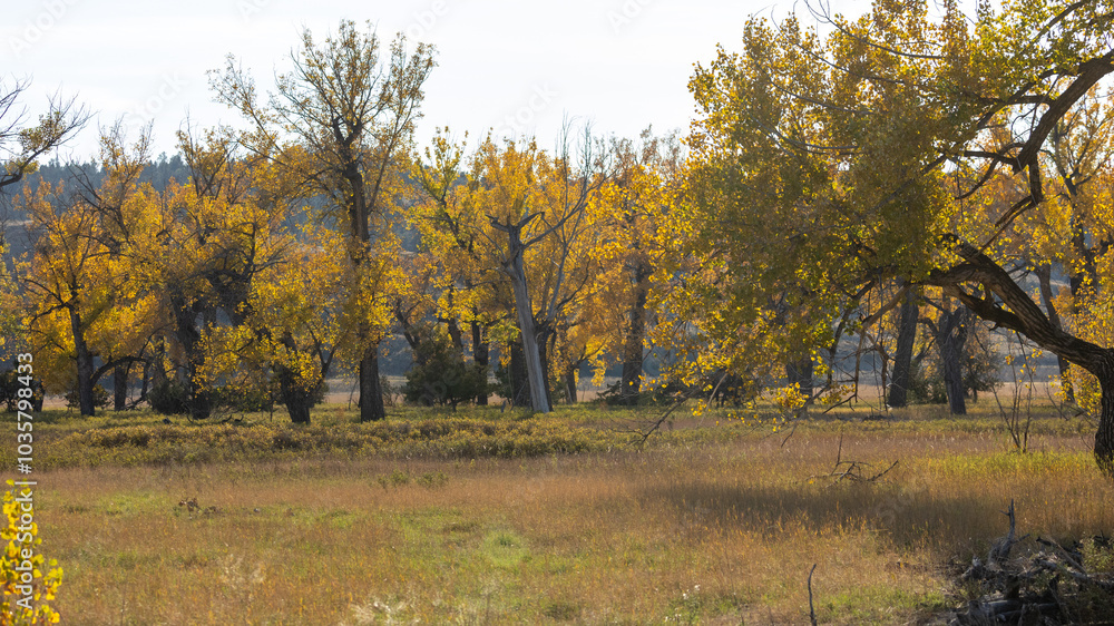 Fototapeta premium Fall Leaves in Central Montana, Trees, Landscape, October in Montana