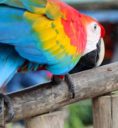red and yellow macaw