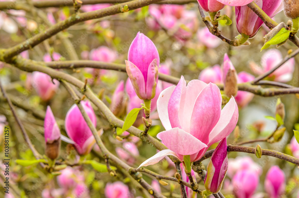 pink magnolia and green background in Vancouver, Canada pink magnolia and green background in Vancouver, Canada