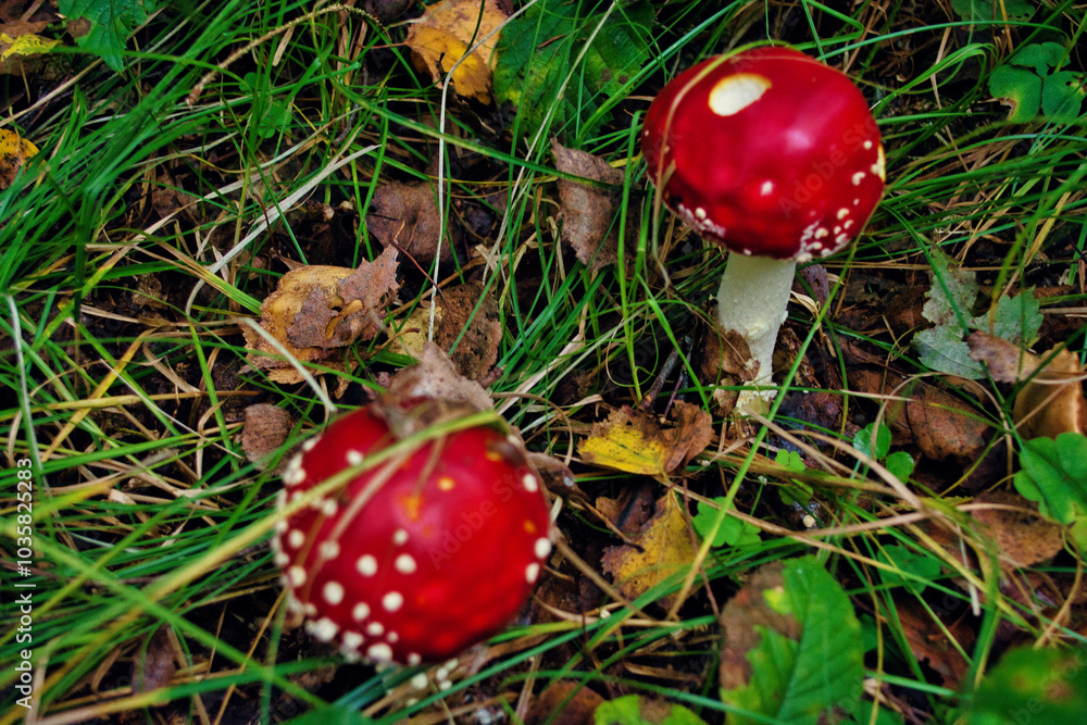 Amanita muscaria or fly agaric is a red and white spotted poisonous Toadstool Mushroom. Group of fungi in a autumn season forest in Germany Amanita muscaria or fly agaric is a red and white spotted poisonous Toadstool Mushroom. Group of fungi in a autumn season forest in Germany