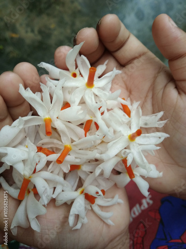 Nyctanthes arbortristis, also known as the Night-flowering Jasmine or Parijat, is a fragrant, medicinal plant revered for its delicate white flowers that bloom at dusk, adding beauty to gardens. photo