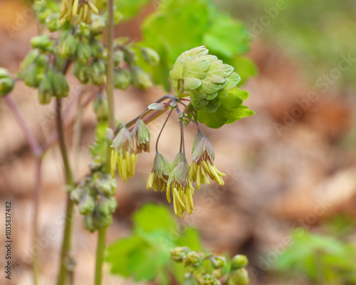 Thalictrum dioicum (Early Meadow Rue) Native North American Springtime Woodland Wildflower photo