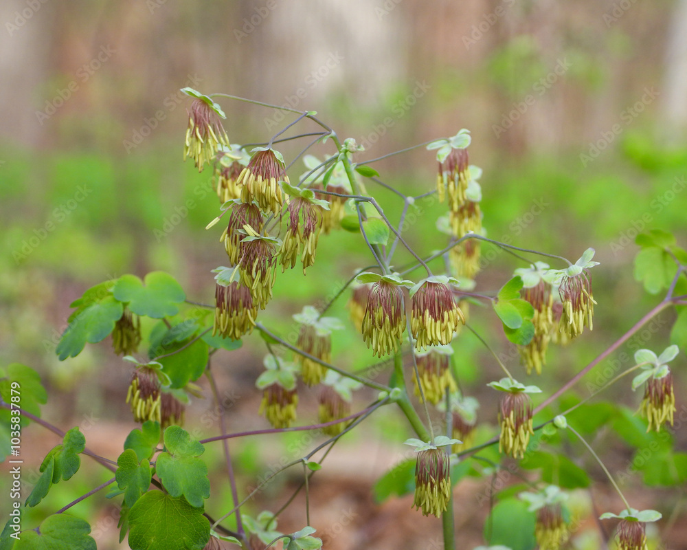 Thalictrum dioicum (Early Meadow Rue) Native North American Springtime Woodland Wildflower Thalictrum dioicum (Early Meadow Rue) Native North American Springtime Woodland Wildflower