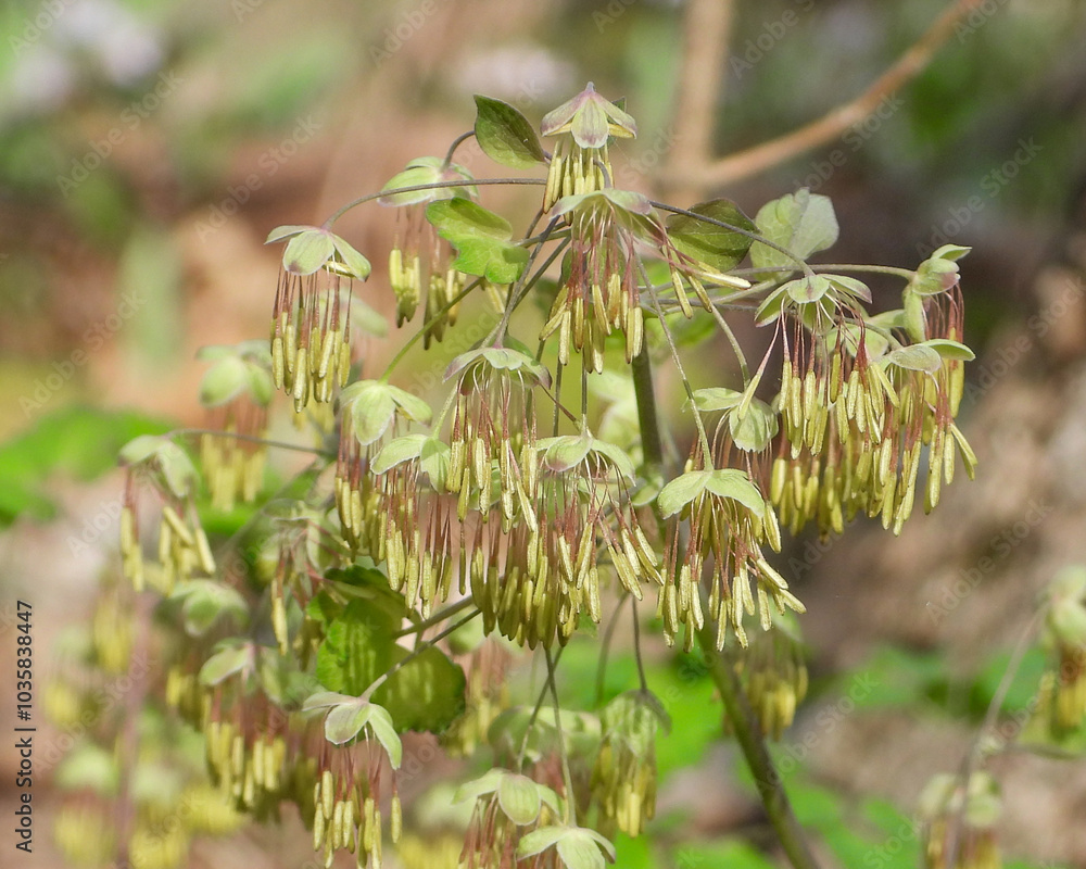 Thalictrum dioicum (Early Meadow Rue) Native North American Springtime Woodland Wildflower Thalictrum dioicum (Early Meadow Rue) Native North American Springtime Woodland Wildflower