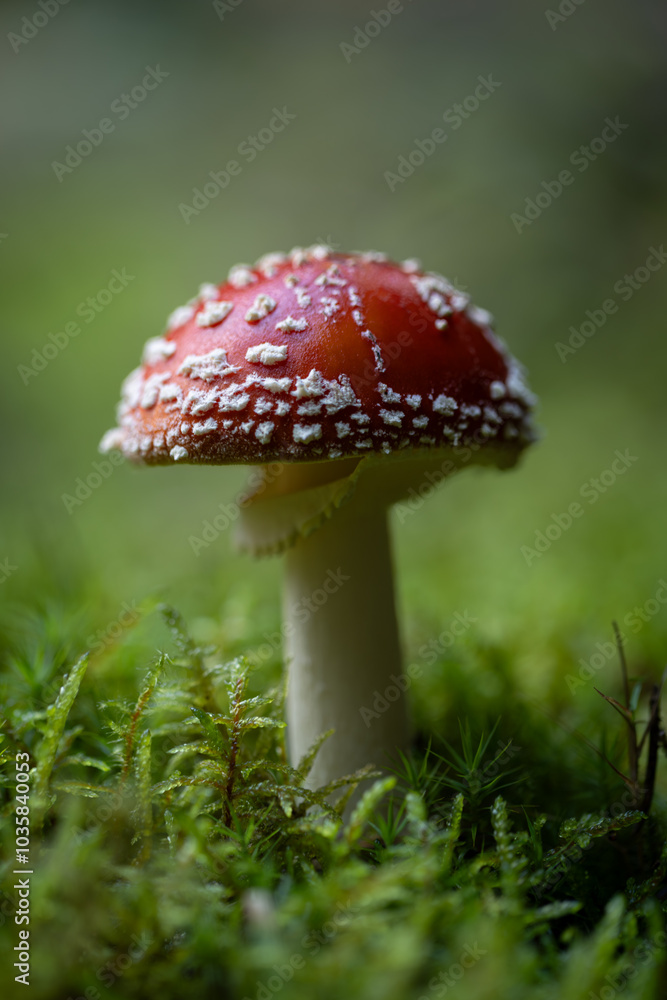 Mushrooms, nature's vibrant fungi, come in a vast array of sizes, shapes, and colors. They grow in various habitats, from damp forests to sun-drenched meadows, adding a touch of beauty and mystery. Mushrooms, nature's vibrant fungi, come in a vast array of sizes, shapes, and colors. They grow in various habitats, from damp forests to sun-drenched meadows, adding a touch of beauty and mystery.
