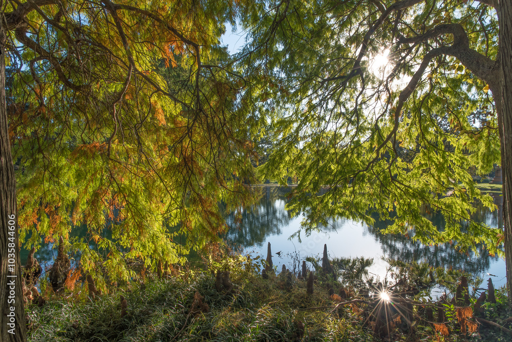 sun beaming through the trees spring grove cemetery cincinnati ohio