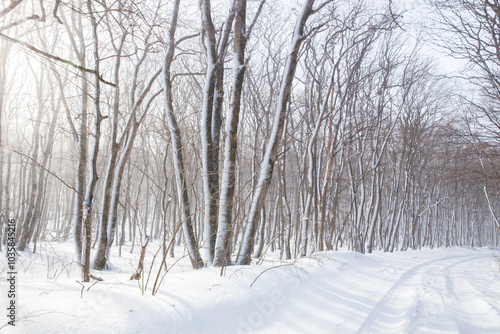 beautiful empty winter road after the snowfall