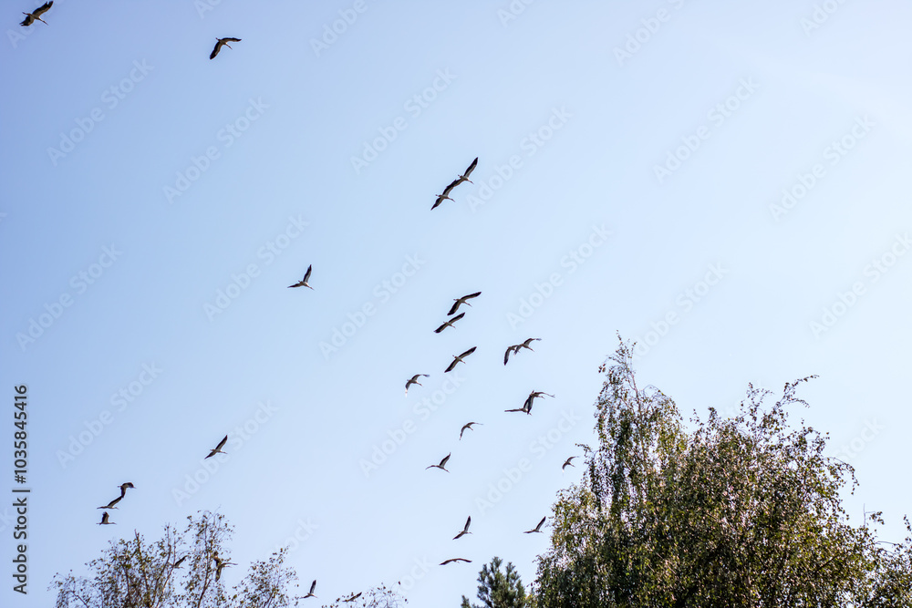 A beautiful flock of birds is gracefully flying in a bright blue sky A beautiful flock of birds is gracefully flying in a bright blue sky