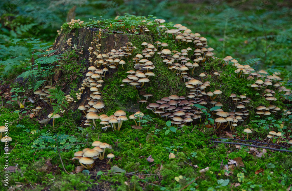 Large colony of stick sponge mushrooms on a tree stump Large colony of stick sponge mushrooms on a tree stump