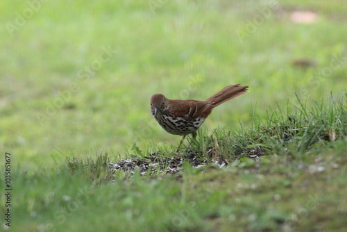 wood thrasher bird in the grass photo