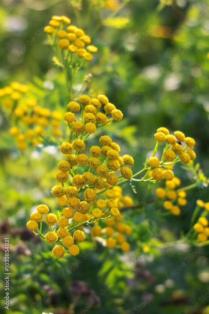 Obraz premium A beautiful bunch of vibrant yellow flowers is growing in the grass