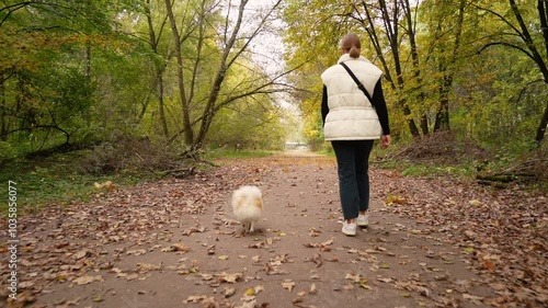 Wallpaper Mural little cute fluffy puppy on a walk with his young girl owner in the park. Dog breed Pomeranian Spitz. Yellow autumn leaves in the forest Torontodigital.ca