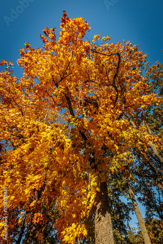 A low-angle view of a large tree trunk covered in moss, stretching up to golden yellow autumn leaves. The vibrant foliage contrasts with the textured bark, creating a peaceful fall scene.