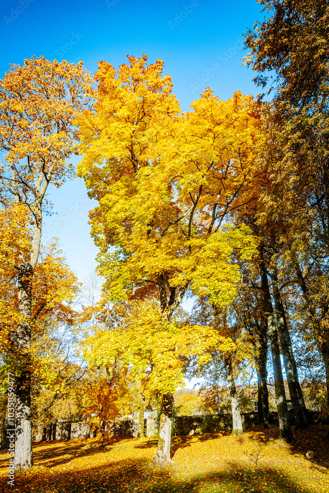 A towering tree covered in radiant golden-yellow leaves stands tall against a bright blue sky. The upward perspective highlights the intricate branches and vibrant foliage A towering tree covered in radiant golden-yellow leaves stands tall against a bright blue sky. The upward perspective highlights the intricate branches and vibrant foliage