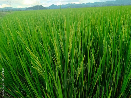 rice field