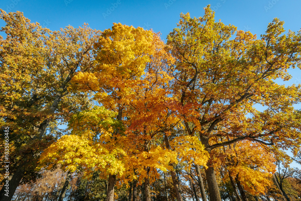 A stunning park scene featuring tall trees with vibrant golden and orange autumn foliage against a clear blue sky. The warm colors of fall are beautifully captured A stunning park scene featuring tall trees with vibrant golden and orange autumn foliage against a clear blue sky. The warm colors of fall are beautifully captured