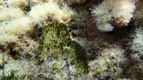 Cyanobacteria marine sludge-weed or brush weed (Symploca hydnoides) undersea, Aegean Sea, Greece, Halkidiki, Pirgos beach photo