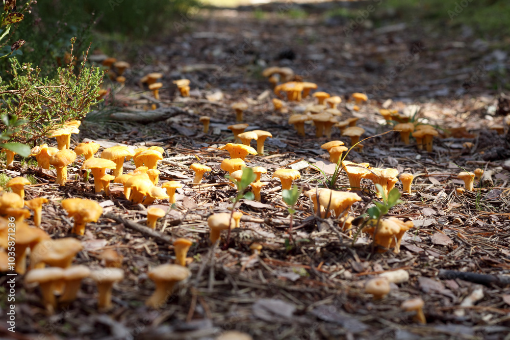 yellow autumn mushrooms on the ground yellow autumn mushrooms on the ground
