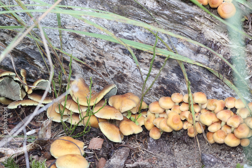 small mushrooms have grown on a tree trunk in the forest small mushrooms have grown on a tree trunk in the forest