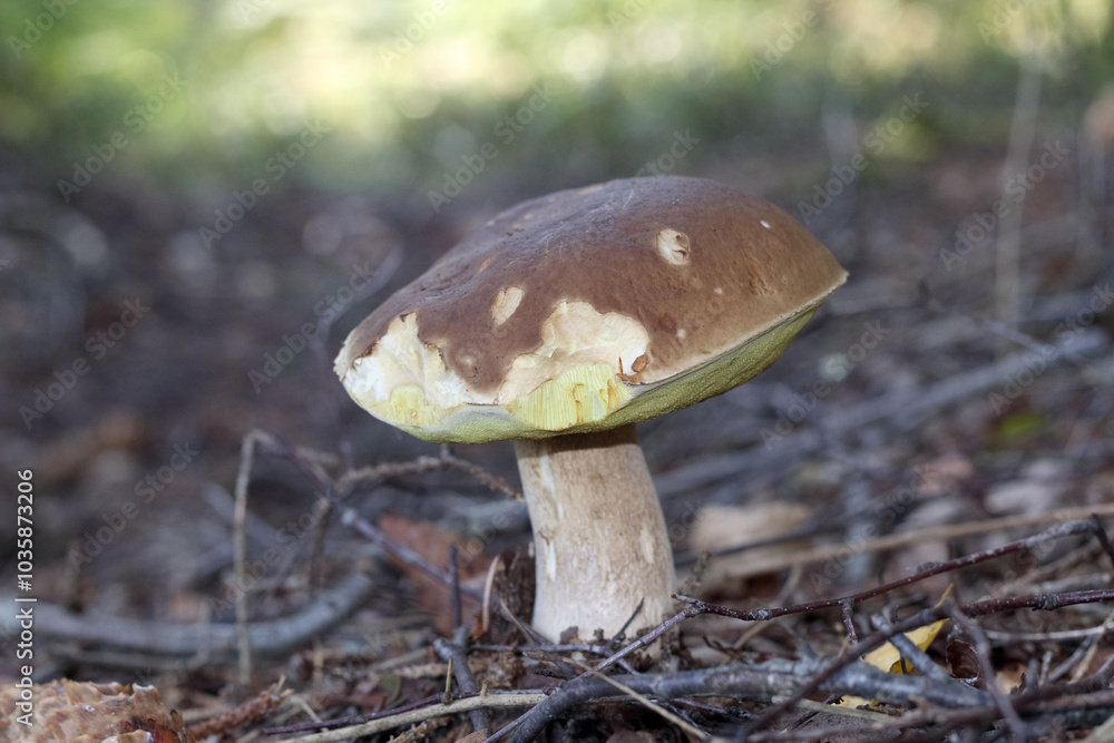 mushrooms in the forest with a mushroom hat destroyed by snails mushrooms in the forest with a mushroom hat destroyed by snails