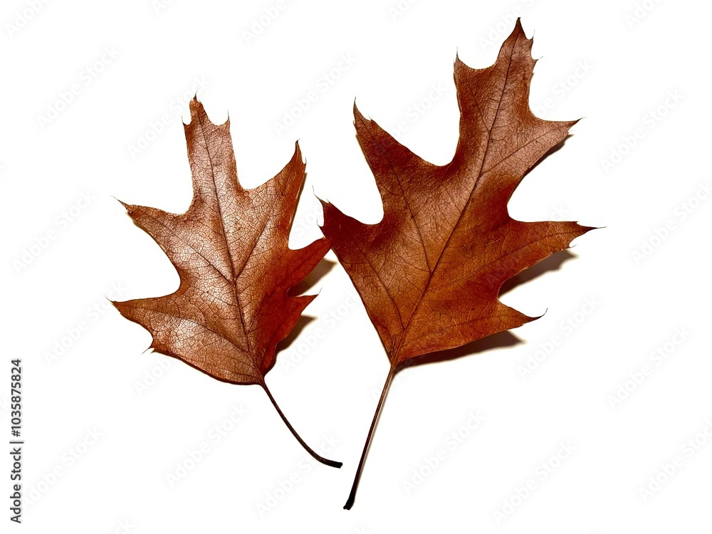 Fototapeta premium Herbstlaub 