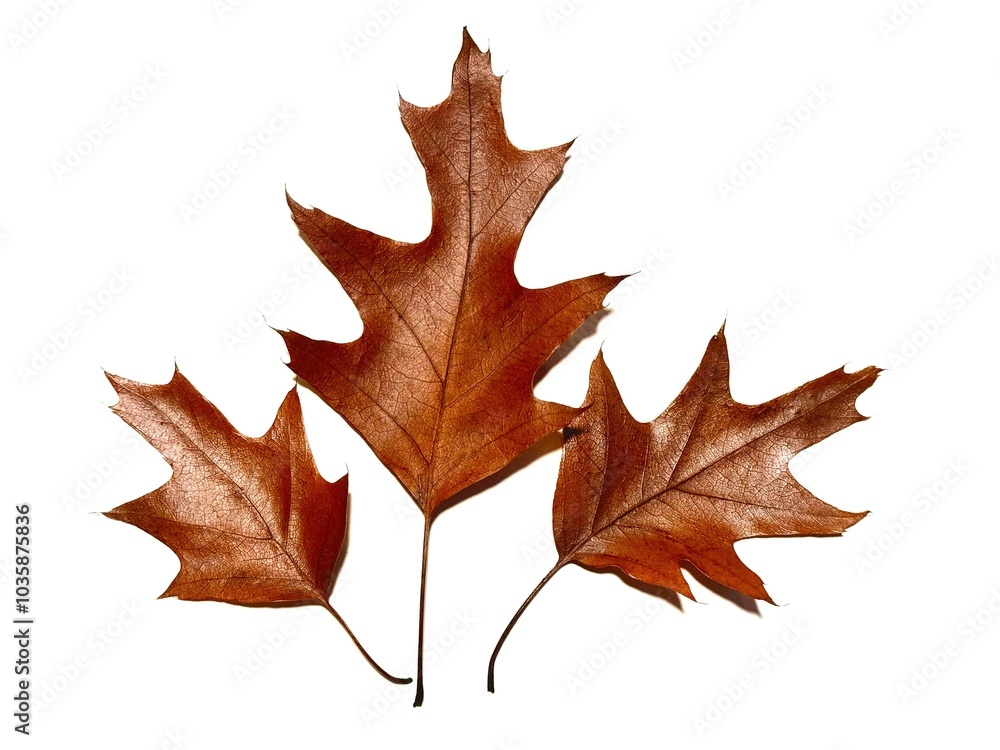 Fototapeta premium Herbstlaub