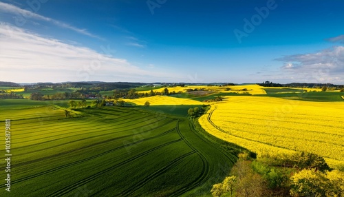 green and yellow farm fields with canola rapeseed in skane sweden during spring