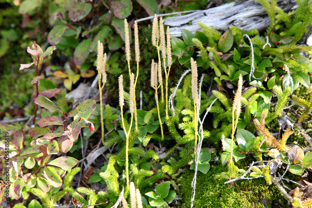 Plants in a forest, Burnaby Mountain Park, Burnaby, Vancouver, BC Canada Plants in a forest, Burnaby Mountain Park, Burnaby, Vancouver, BC Canada