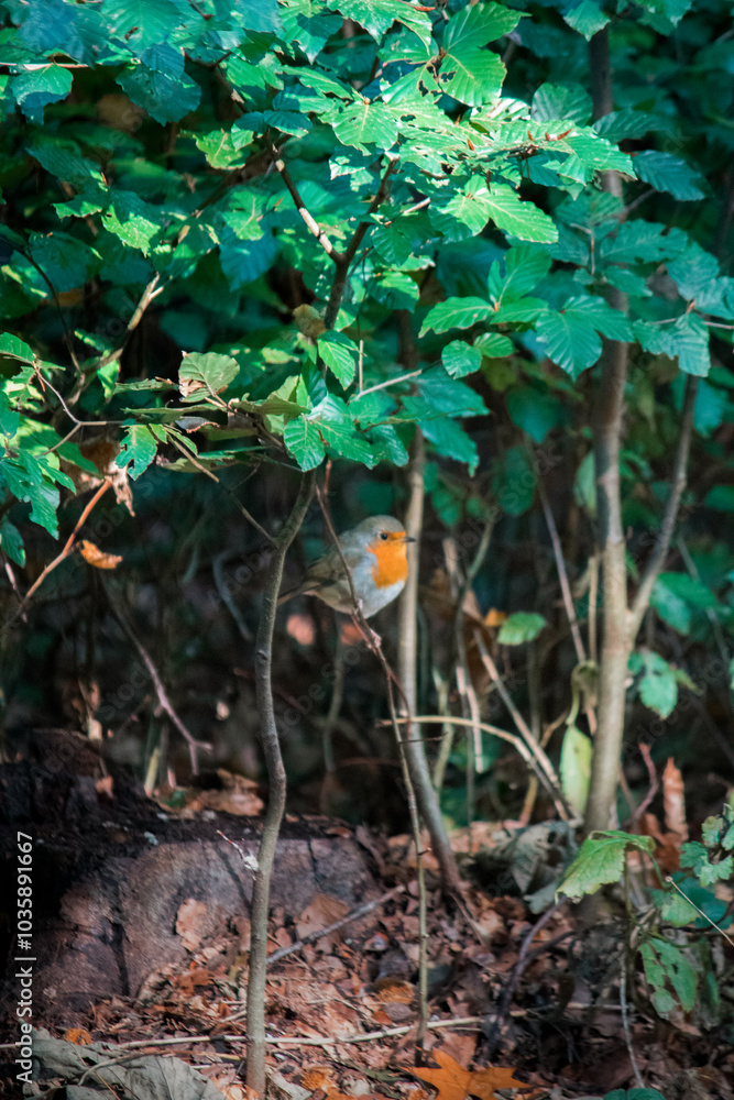 Rotkehlchen versteckt im dichten Wald unter grünem Laub Rotkehlchen versteckt im dichten Wald unter grünem Laub