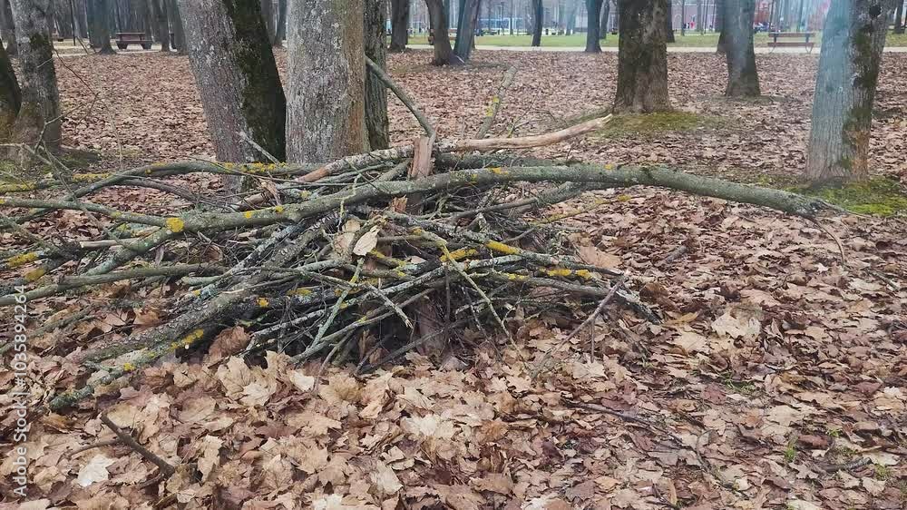 Dry branches neatly folded in an autumn park for further removal from the territory Dry branches neatly folded in an autumn park for further removal from the territory
