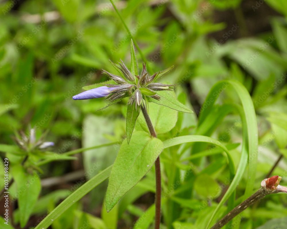 Phlox divaricata - Wild Blue Phlox - Native North American Woodland Wildflower Phlox divaricata - Wild Blue Phlox - Native North American Woodland Wildflower