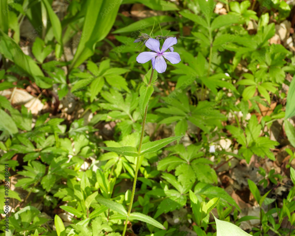 Phlox divaricata - Wild Blue Phlox - Native North American Woodland Wildflower Phlox divaricata - Wild Blue Phlox - Native North American Woodland Wildflower