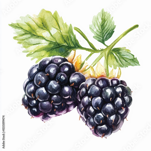 blackberry fruit watercolor clipart illustration