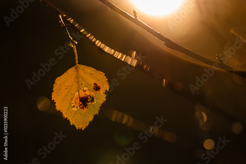 Fototapeta Naklejka Na Ścianę i Meble -  Jesienne tło, żółte brzozowe liscie.