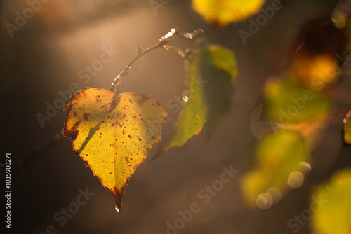 Fototapeta Naklejka Na Ścianę i Meble -  Jesienne tło, żółte brzozowe liscie.