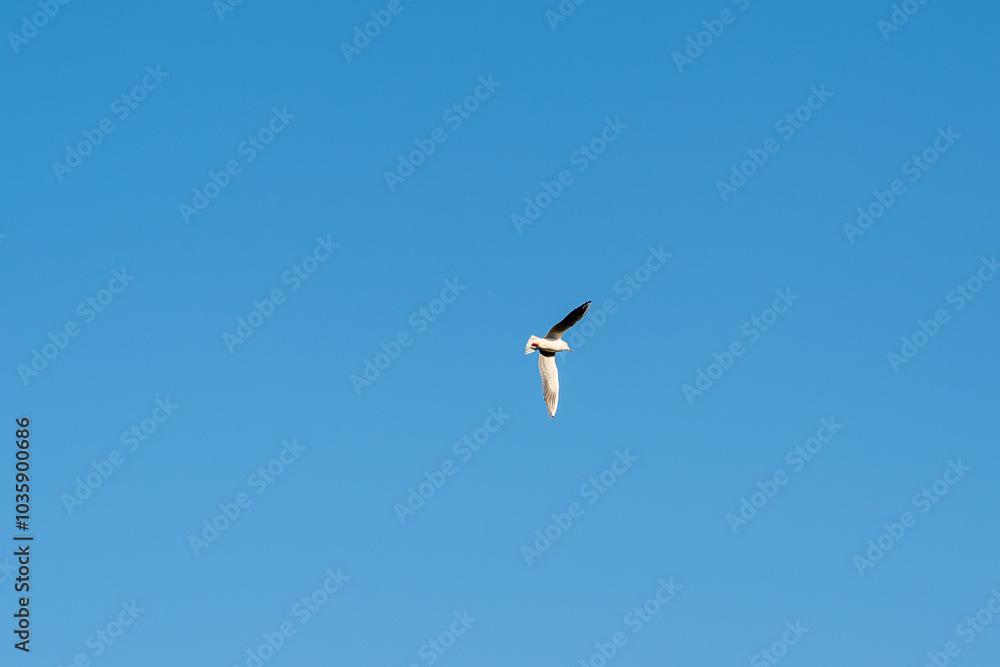 A bird is flying in the sky above a clear blue sky. The bird is white and black A bird is flying in the sky above a clear blue sky. The bird is white and black