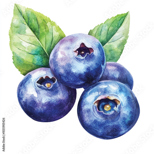  Blueberry fruit watercolor clipart illustration