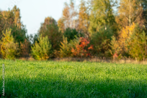 Wallpaper Mural łąka jesienią Torontodigital.ca