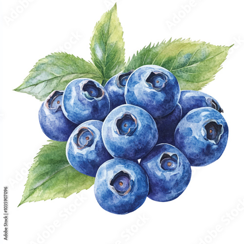  Blueberry fruit watercolor clipart illustration