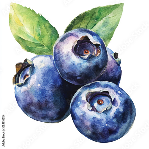  Blueberry fruit watercolor clipart illustration