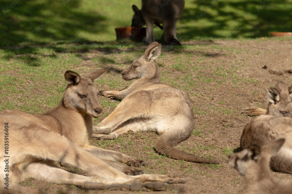 Fototapeta premium A group of kangaroos can be seen comfortably laying on the ground in a sunny field during a beautiful day. They seem relaxed