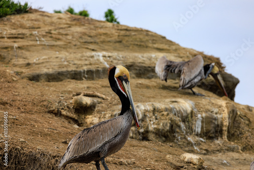 Close-up of a pelican perched on a coastal cliff near the ocean