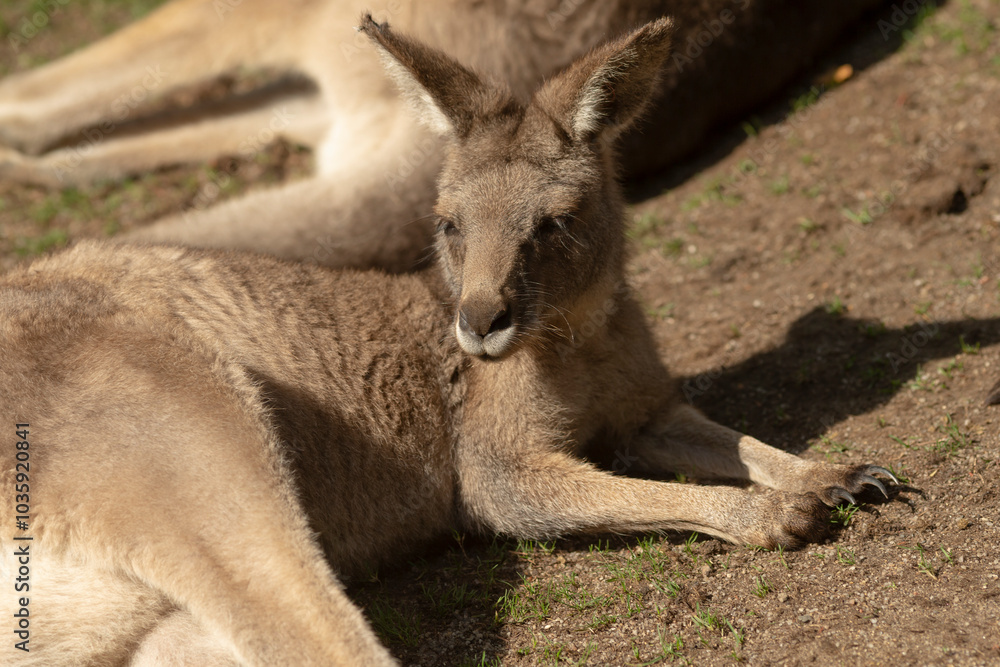 A kangaroo is comfortably laying on the ground while curiously looking at the camera with its big eyes and relaxed posture A kangaroo is comfortably laying on the ground while curiously looking at the camera with its big eyes and relaxed posture