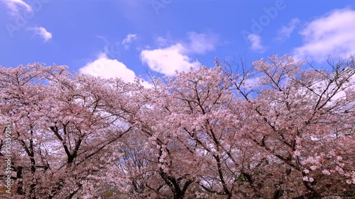 Wallpaper Mural 桜並木と流れる雲　日本春風景 Torontodigital.ca