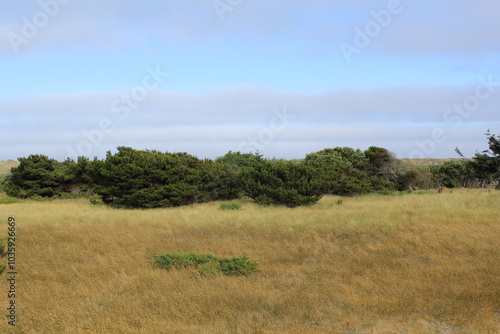 landscape with trees in Newport, Oregon