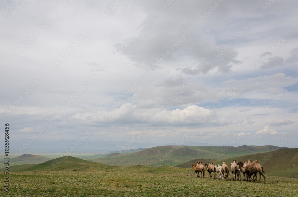 Camels on the background of a downpour on the horizon with a beautiful view of the open spaces. beautiful photo of nature and animals Camels on the background of a downpour on the horizon with a beautiful view of the open spaces. beautiful photo of nature and animals