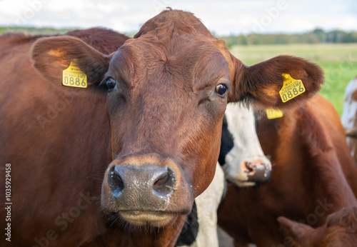 Brown cow looking in camera portrait.