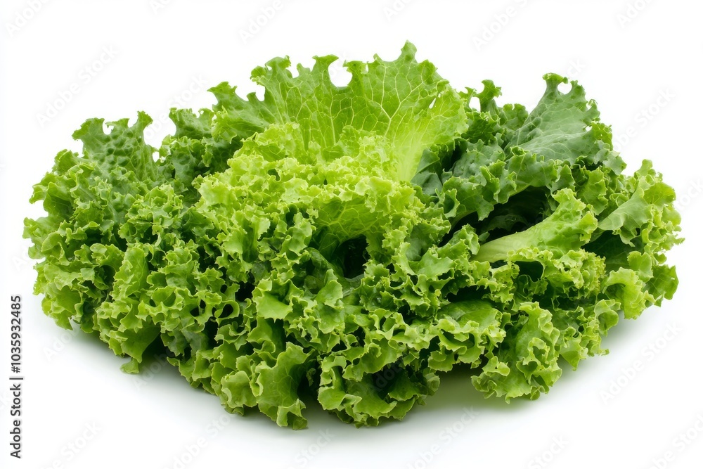 A bunch of fresh green lettuce leaves isolated on a white background. A bunch of fresh green lettuce leaves isolated on a white background.