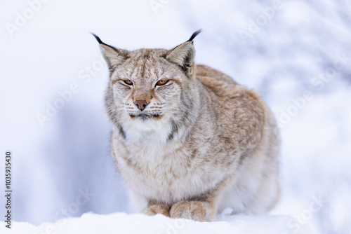 Majestic lynx resting in a snowy Scandinavian winter forest